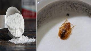 How To Remove Bed Bugs With Baking Soda