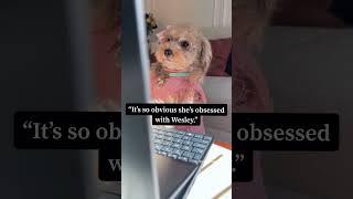 Things I overhear at work #noodlesthepooch #officehumor #funny #dogs #corporatecanine