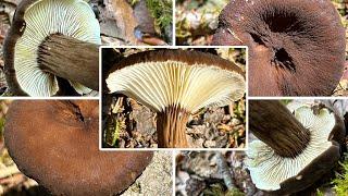 Mohrenkopf-Milchling Verwechslung | Toller aber regional seltener Speisepilz | Lactarius lignyotus