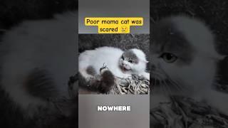 man tried to help an abandoned mama cat. #animalrescue #catrescue #cat #kitten  #rescue #humanity