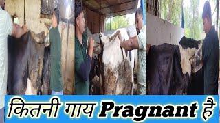 Kitni Cow Pregnant Hai ll Dairy Farming business ll Dairy Farming ll