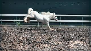 Gypsy cob stallion Hermits Titanium