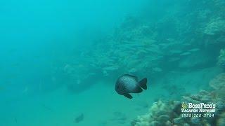 Snorkeling at Ulua and Mokapu Beaches with Boss Frog's