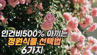 인건비 500% 아끼는 정원식물 선택법 Top 6