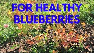 HOW TO NATURALLY FERTILIZE YOUR BLUEBERRY BUSHES