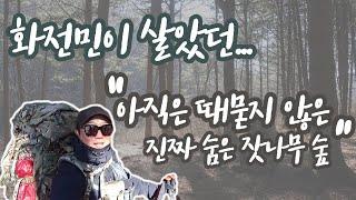 제13화 옛 화전민터 동계백패킹ㅣ아직 때묻지 않은 숨은 잣나무숲 ㅣ영하 -10도 ㅣ 매주 월요일 저녁 6시 30분 업데이트 ㅣ 4K : 24분