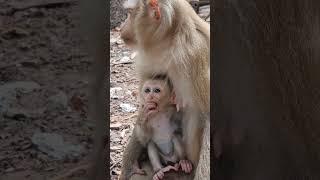 Daily update cute baby monkey and good mom #shorts