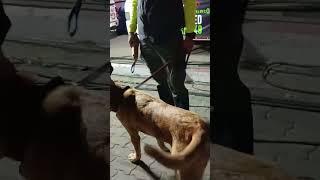 น้องร็อคกี้สุดหล่อ สุนัข k9 ช่วยค้นหาผู้รอดชีวิตในตึก สตง.ถล่ม #ผลิตสาระดี