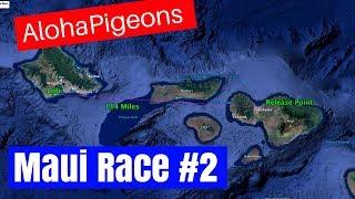 Homing Racing Pigeon 2nd Race 2017 Young Bird Season