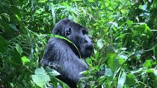 Gorilla-Trekking in Uganda