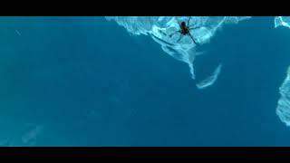 Huntsman spider walking on water.