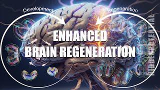 Brain Regeneration and Optimization (Energetically Programmed Audio)