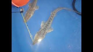 Large and Dwarf Amu Darya shovelnose sturgeons. Nukus Balyk fish hatchery 18.03.2025