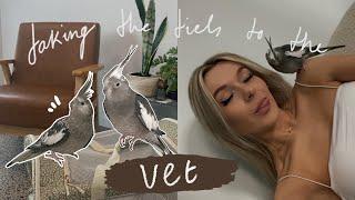 DAY IN MY LIFE | taking my cockatiels to the vet