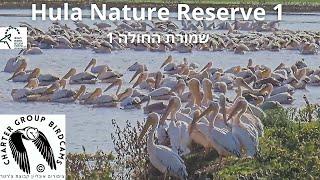 LIVE Hula Nature Reserve Bird CAM 1|Israel Nature & Parks Auth.|Charter Group of Wildlife Ecology