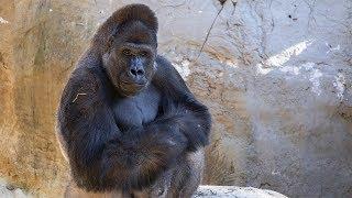 Welcome to the Calgary Zoo, Jasiri!