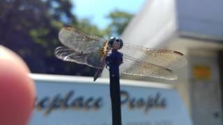 JW BURRELL INVENTED iPHONE GETS 4K UHD VIDEO OF DRAGONFLY INCHES AWAY ON CAR ANTENNA IN AUTO MODE