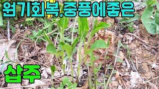 한국의 약용식물(삽주)-허약체질,중풍에좋은 산나물-텃밭농부