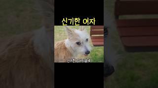 털 많으면 미인이라던데.. #shorts #강아지
