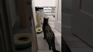 Scent Swap Time?  || beaglebitez - cute pet videos