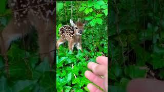 Beautiful small Deer || World of animals 007 #shorts