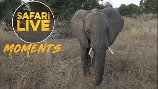 Curious Elephant Comes To Say Hello