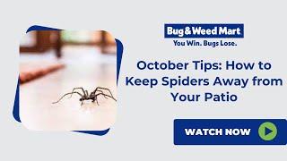 How to Keep Spiders Away from Your Patio