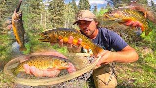 EXPLORING and FISHING Small Creek in the Mountains for BROOK TROUT!! (Catch & Cook)