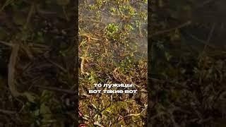 Секреты борьбы с комарами на даче