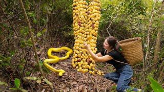 Collecting Gladiolus Tubers in Forest | Best Tips to Stir fry Pork Mushrooms | Goes To Market Sell