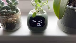 Small Smart Planter Ivy by PlantsIO