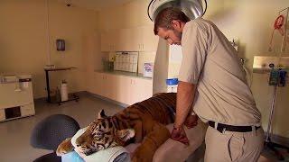 Tiger Given Artificial Eye | Tigers About The House | BBC