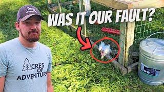 This Chicken Tractor Is Killing Our Chickens