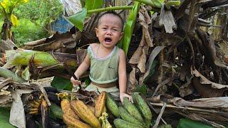 Single mother harvesting bananas to sell her mother-in-law to make pork pie