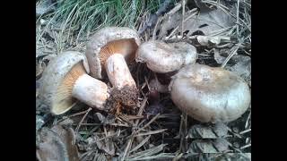 Lactarius hemicyaneus