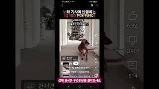 노래 가사에 반응하는 IQ/100 천재견  #꽉선생