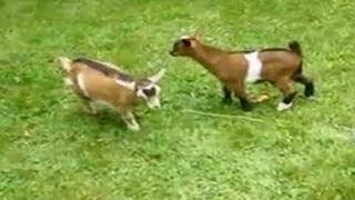 Adorable dwarf goat knocks over playmates