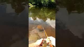 HOW TO FLY FISH POPPER FLY #shorts