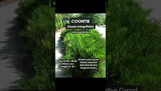 Native Ground Covers For Your Yard (Low Maintenance Lawn Alternatives)