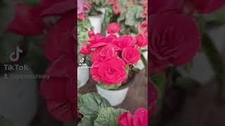 Rose Begonia Flower Plant in stock