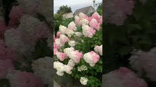 #hydrangea #гортензия #садгортензий #hortensia #hydrangeas #метельчатаягортензия #сад #гортензии