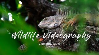 WILDLIFE videography reel 2023 | David González Vela