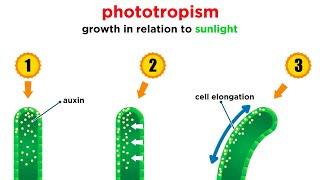 Mechanisms of Plant Growth