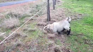 Electric fence V''s goat