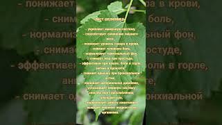 ️ ЛИСТ ШЕЛКОВИЦЫ ️ полезные свойства  листа шелковицы ️ Целебные растения и ФИТОЧАИ ️0968349505