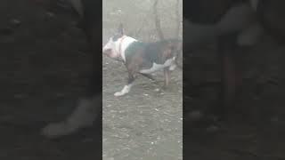Стандартный бультерьер ТорВязка Москва. 89776397274