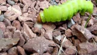 The Very Hungry Caterpillar! (Antheraea Polyphemus Moth Caterpillar)