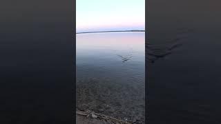 Плотва на фидер #2025 #рыбалканаозере #fishing #рыбалканафидер