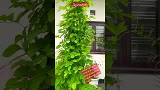 Healthy Aparajita plant in flower pot #shortvideo #gardeningvideos