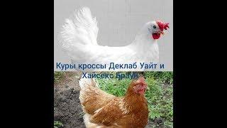 Куры кроссы Деклаб Уайт и Хайсекс Браун.